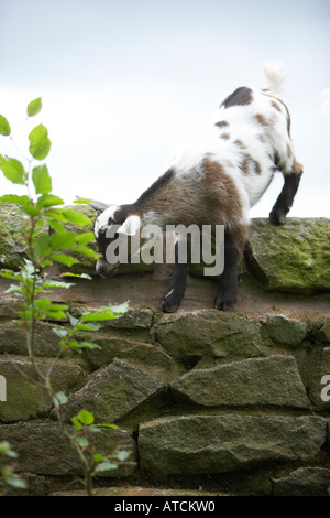 A young goat or kid stood on top of a drystone wall Stock Photo