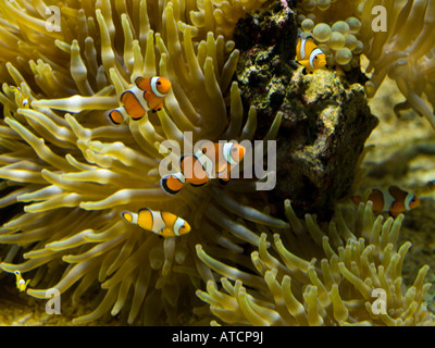 Baby Common clownfish swim amongst sea anemone. Stock Photo