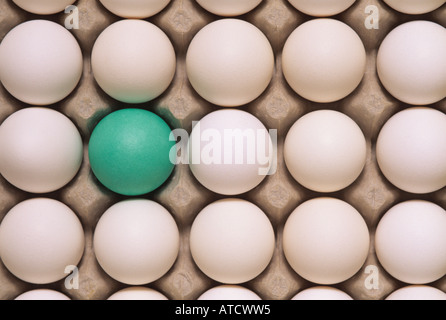Rows of white eggs in an egg carton with one green one Stock Photo