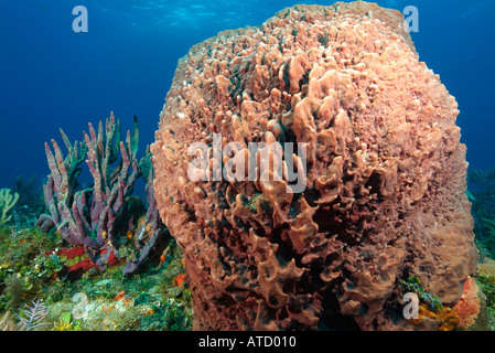 Giant barrel sponge, off Bimini Island, Bahamas Stock Photo