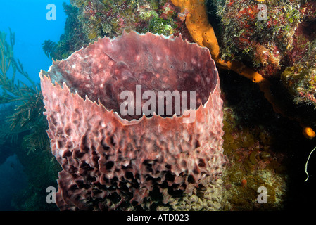 Giant barrel sponge, off Bimini Island, Bahamas Stock Photo