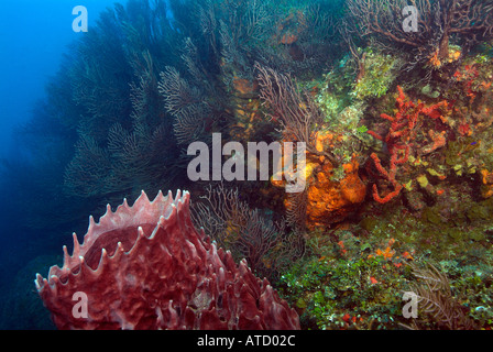 Giant barrel sponge, off Bimini Island, Bahamas Stock Photo