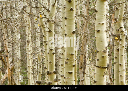 Scenic of aspen trees in fall Stock Photo