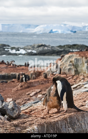 Adelie penguin feeding a juvenile on Gourdin Island with icebergs in the background in Antarctica Stock Photo