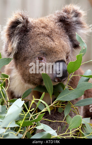 Close-up of Koala at wildlife park on Phillip Island, Victoria, Australia Stock Photo