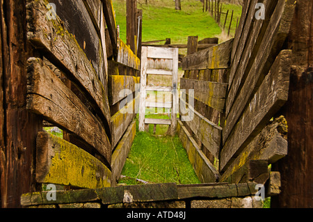 An old wooden cattle loading ramp and fence located in a field Stock ...