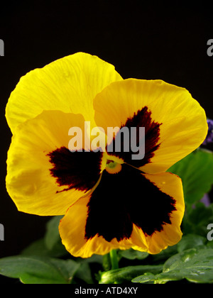 Heartsease (Viola tricolor) closeup Stock Photo
