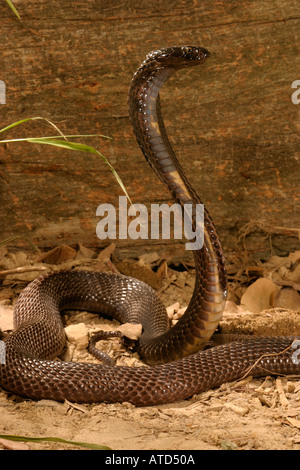 Black Pakistani Cobra Naja naja karachiensis India Stock Photo - Alamy