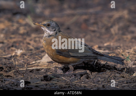 Rufous-backed Robin, Turdus rufopalliatus. Stock Photo