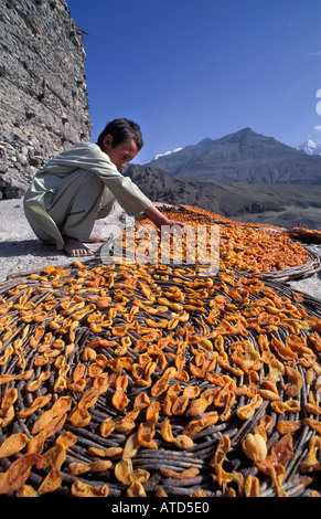 Apricots laid out in flat baskets to dry in the baking Himalayan sun Karakoram Mountains Altit Fort Karimabad Pakistan Stock Photo