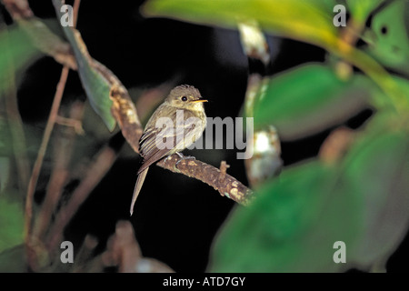 Jamaican Pewee Contopus pallidus Blue Mountains Jamaica April Adult Tyrannidae Stock Photo