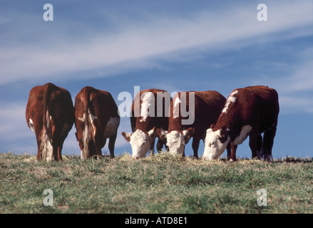 Cows graze in pasture Stock Photo