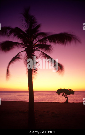 A palm tree and Divi Divi tree are silhouetted against a pink and yellow sky on Manchebo Beach Aruba at sunset Stock Photo