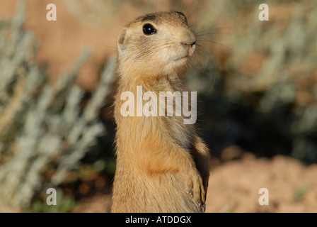 Stock photo closeup profile of a young Utah prairie dog. Stock Photo