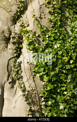 Ivy Hedera helix climbing up a Beech tree Fagus sylvatica Stock Photo