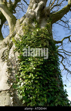 Ivy Hedera helix climbing up a Beech tree Fagus sylvatica Stock Photo