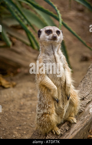 A curious meercat sits up on his hind legs. Stock Photo