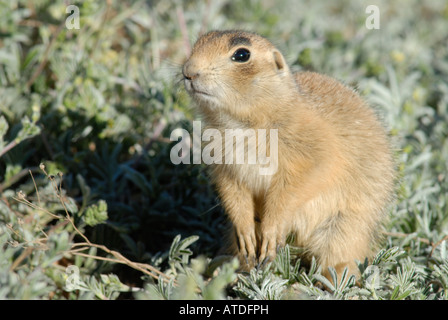 Stock photo of a young Utah prairie dog. Stock Photo