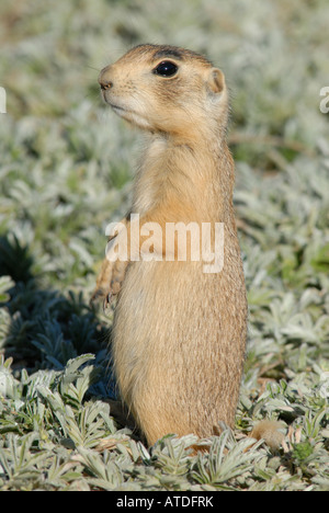 Stock photo of a young Utah prairie dog standing upright. Stock Photo