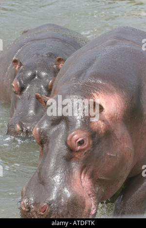 Two hippopotamus at a zoo in Lima, Peru Stock Photo