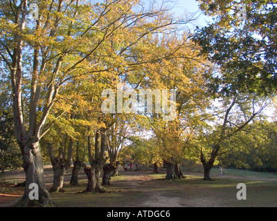 Autumn morning at High Beech in Epping Forest, Essex UK Stock Photo