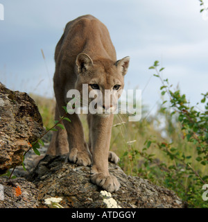 Coguaro hi-res stock photography and images Alamy