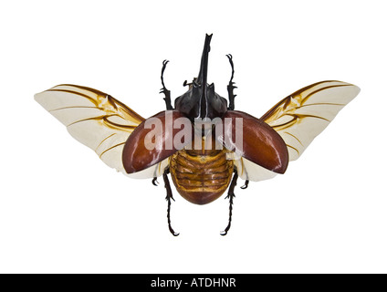 Elephant Beetle specimen on white background Megasoma elephas Scarabaeidae family Stock Photo