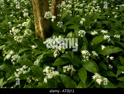 Mass of wild garlic or ramsons flowering in ancient coppice woodland; Allium ursinum Stock Photo