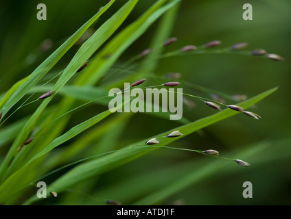 Wood melick (Melica uniflora) in flower, close-up Stock Photo