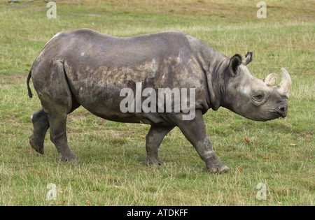 Rhino in captivity at Whipsnade zoo UK Stock Photo