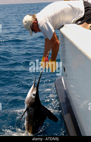 Striped marlin Tetrapturus audax fishing Sea of Cortez Mexico Stock Photo
