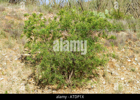 Kidneywood    Eysenhardtia orthocarpa Stock Photo