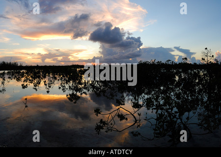 Red mangrove Rhizophora stylosa Bimini Atlantic Ocean Stock Photo