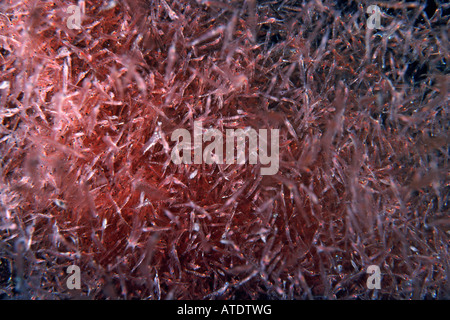 Small shrimp like crustaceans called Krill Euphausia Stock Photo