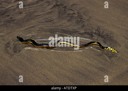 Yellow bellied sea snake Pelamis platurus is found in the Pacific ocean They are air breathing reptiles and carry venom deadly t Stock Photo