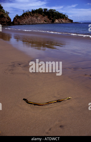 Yellow bellied sea snake Pelamis platurus is found in the Pacific ocean They are air breathing reptiles and carry venom deadly t Stock Photo