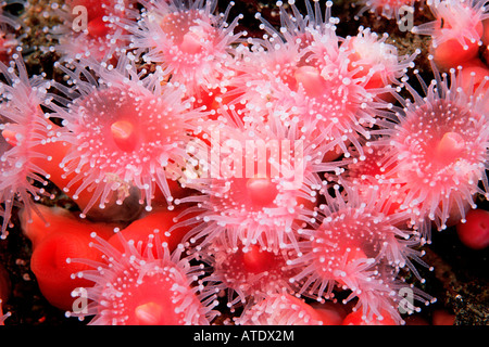 Club tipped anemone Corynactis californica California Eastern Pacific Ocean Stock Photo