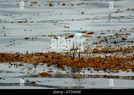 Great egret Ardea alba on Giant kelp Macrocystis pyrifera Monterey California Pacific Ocean Stock Photo