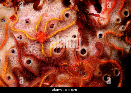 Spiny brittle star Ophiothrix spiculata California Pacific Ocean Stock Photo