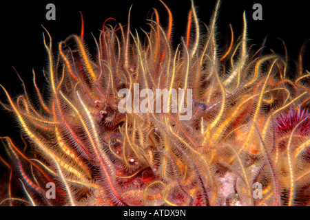 Spiny brittle star Ophiothrix spiculata filters plankton as it passes by in the current California Eastern Pacific Ocean Stock Photo