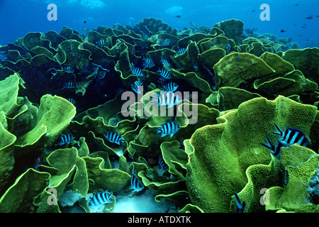 Plate coral Turbinaria reniformis Stock Photo
