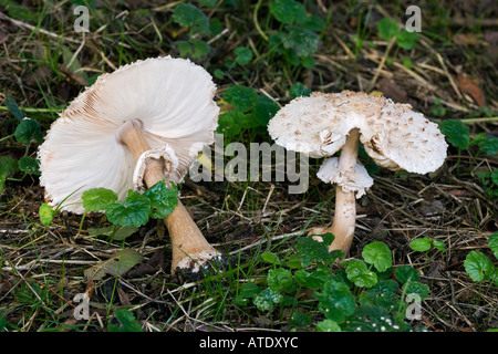 The Parasol Mushroom Macrolepiota procera growing in woods at Therfield Hertfordshire Stock Photo