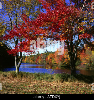 geography / travel, USA, Maine, Hollis Center, landscape in autumn