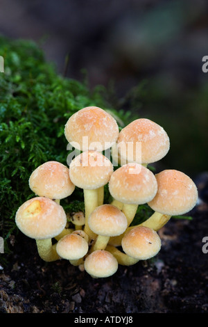 Sulphur Tuft Hypholoma fasciculare growing on old stump Chicksands wood Bedfordshire Stock Photo