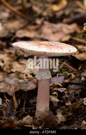 The Blusher Amanita rubescens in Kings wood Heath and Reach Bedfordshire