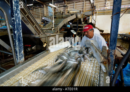 Sardine processing plant Mexico Stock Photo