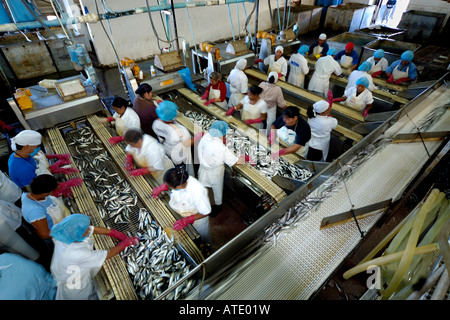 Sardine processing plant Mexico Stock Photo