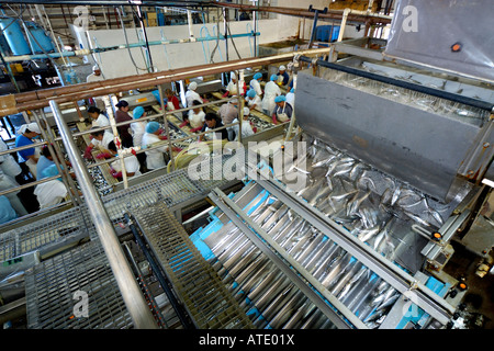 Sardine processing plant Mexico Stock Photo