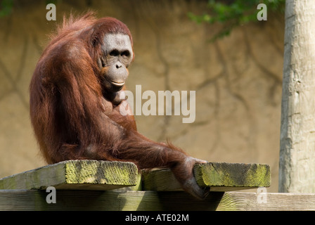 A female Bornean Orangutan sitting on a jungle gym at the Houston Zoo, Houston, Texas, USA Stock Photo