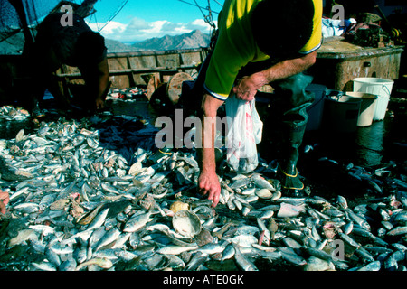 Shrimp commercial fishery using destructive otter trawl nets, Sea of Cortez, Mexico. Stock Photo